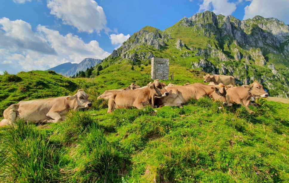 Prijazna reja - krave na paši - Mlekarna Planika