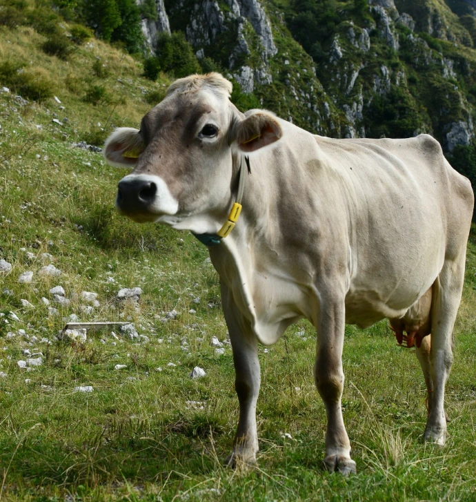 Krava sivka na planini - Mlekarna Planika